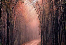 九游体育网页版-体操队员团体赛夺冠,再次展现实力:激情、坚持与荣耀的完美诠释